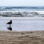Seagull At Morro Bay