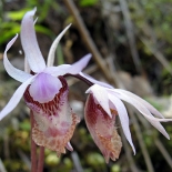 Calypso Orchids
