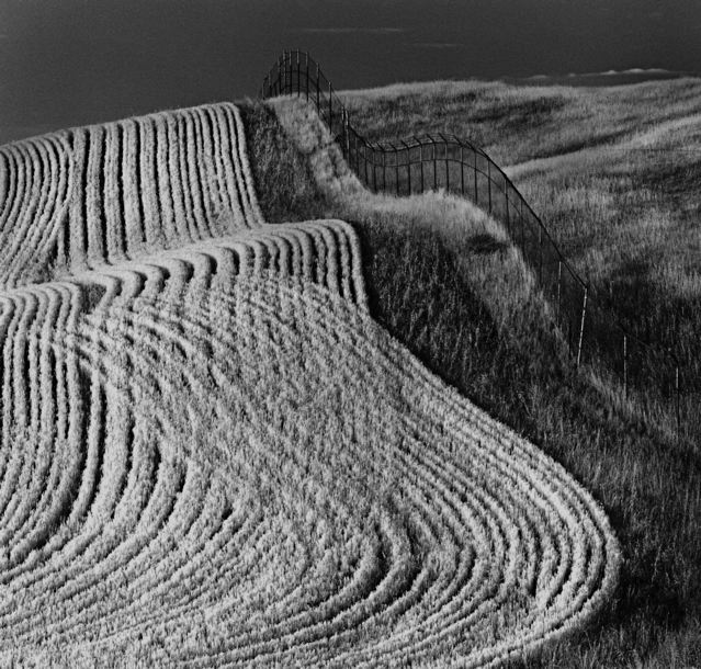Harvest Rows On Hillside Near Dunnigan CA