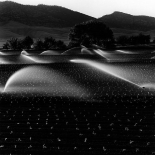 Sprinklers and Farm Land, Williams, CA