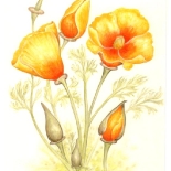Constance Goddard: Portrait of a Botanical Illustrator « Syndic