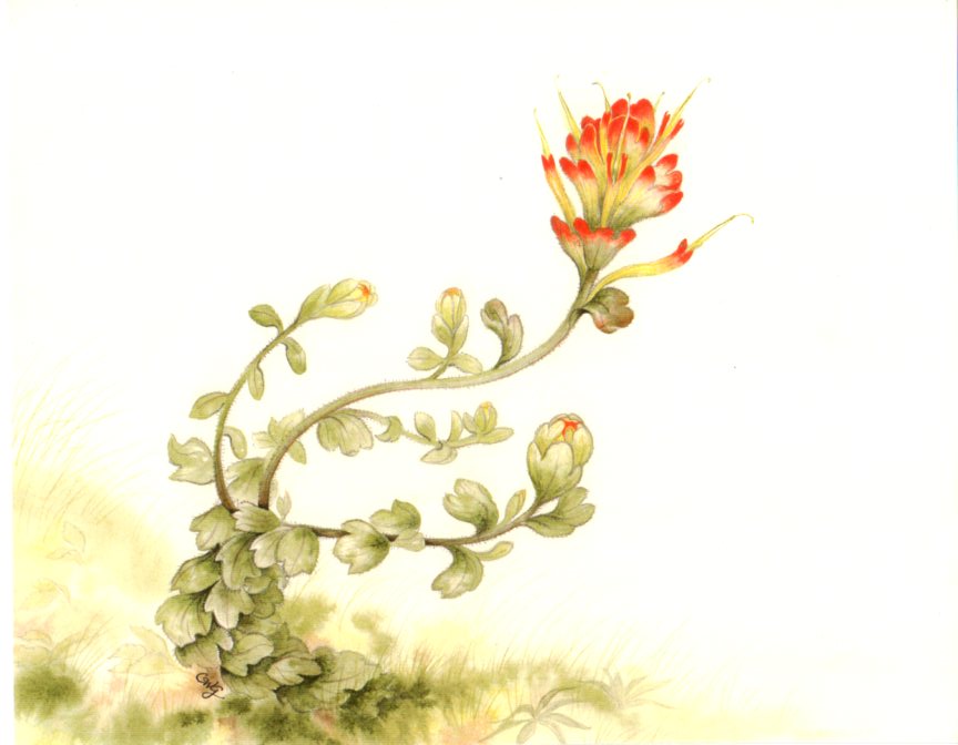 Mendocino Paintbrush (Castilleja mendocinensis / named for D. Casstillejo, a Spanish botanist)
